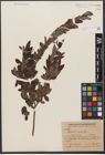 Foto von Salix wilsonii Seemen
